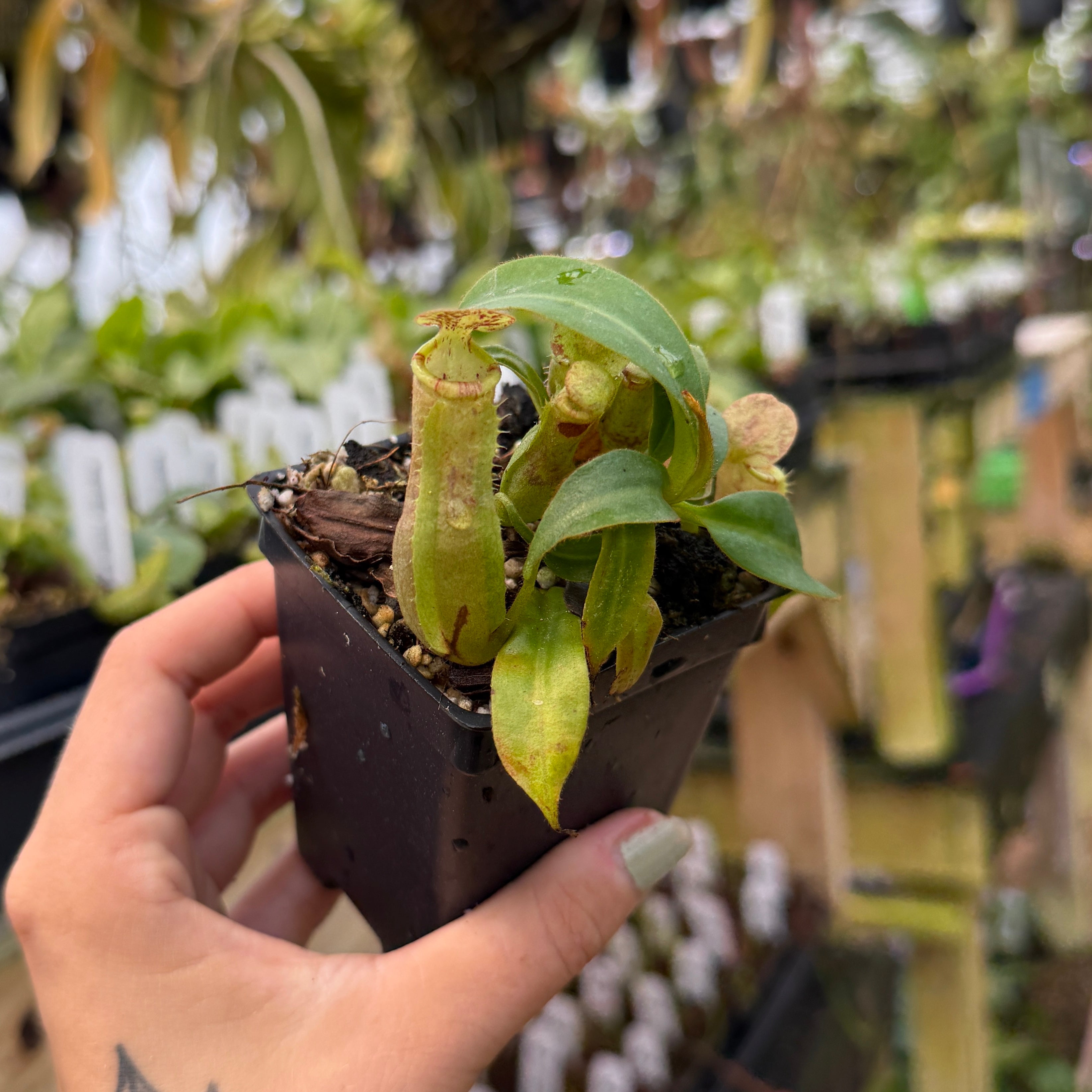 Nepenthes hybrid ウツボカズラ Shop Nepenthes Hybrids (Pitcher Plants) | Carnivero – Page 2
