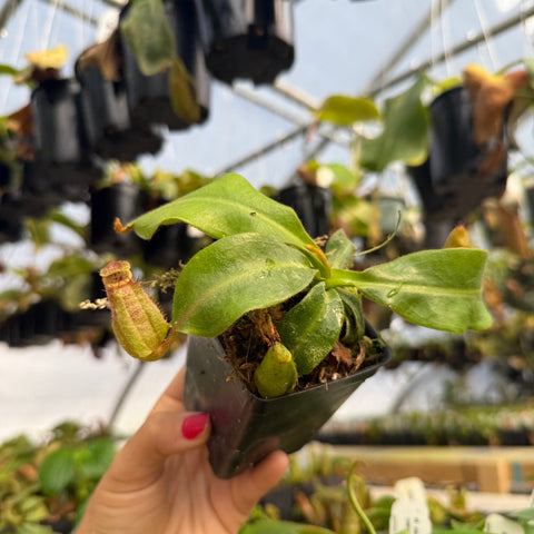 potted nepenthes pitcher plant held by a hand in a greenhouse setting 