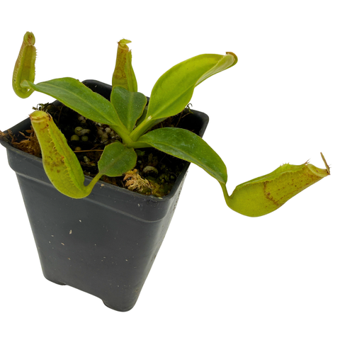 Nepenthes veitchii Kelabit HL x Red Complex, CAR-0662