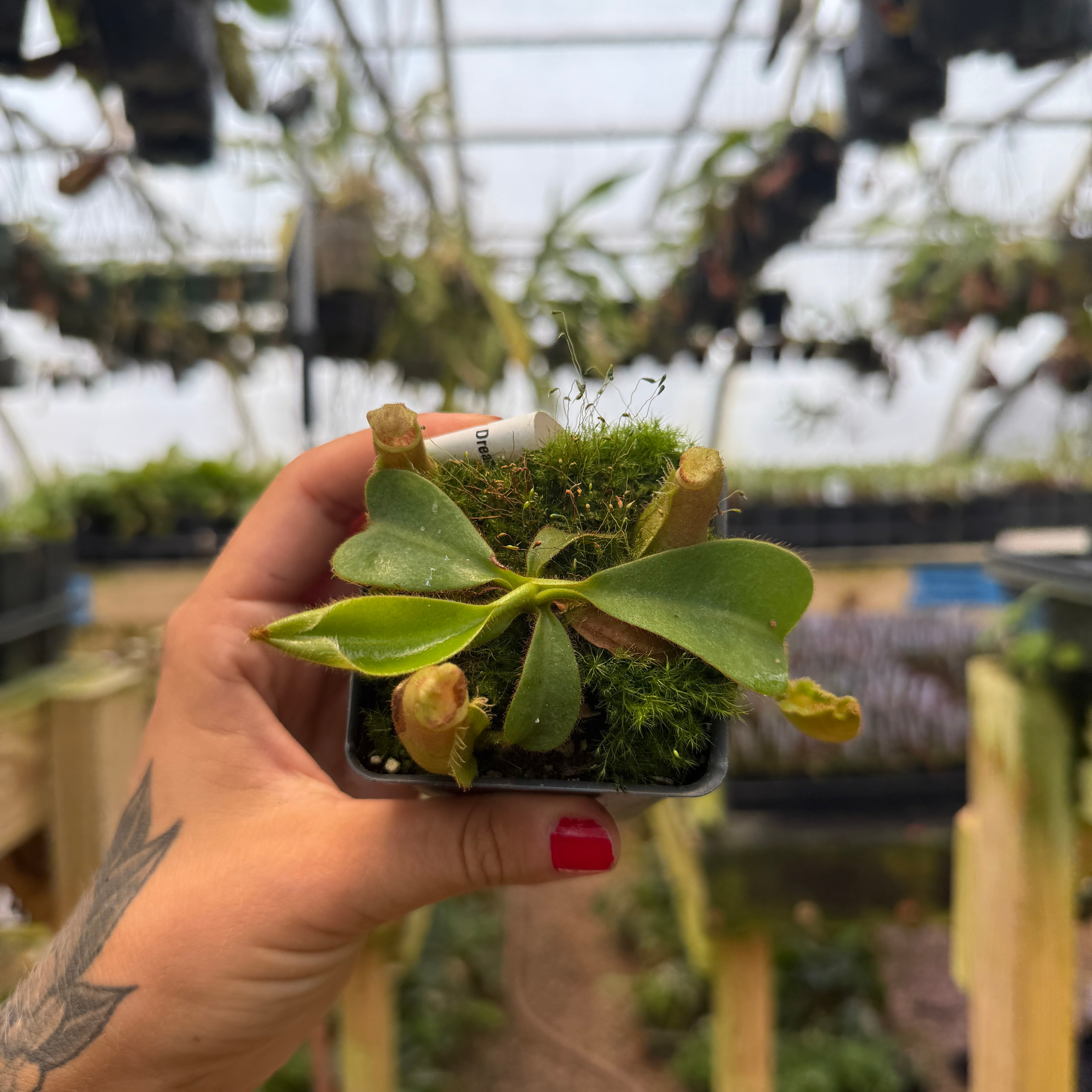 Nepenthes veitchii ('Orange' x 'Candy Dreams'), CAR-0675 – Carnivero