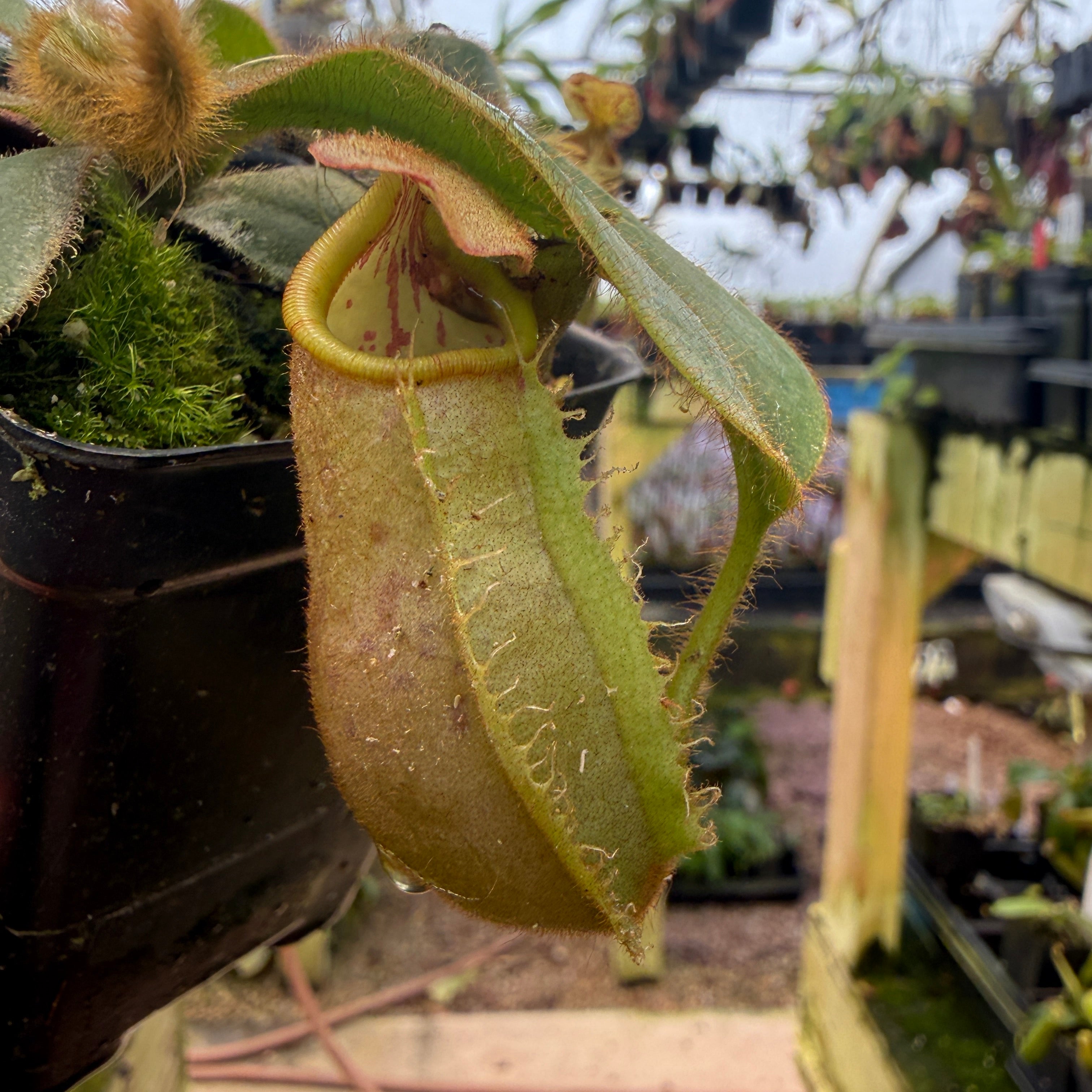 Nepenthes veitchii ('Orange' x 'Candy Dreams'), CAR-0675 – Carnivero