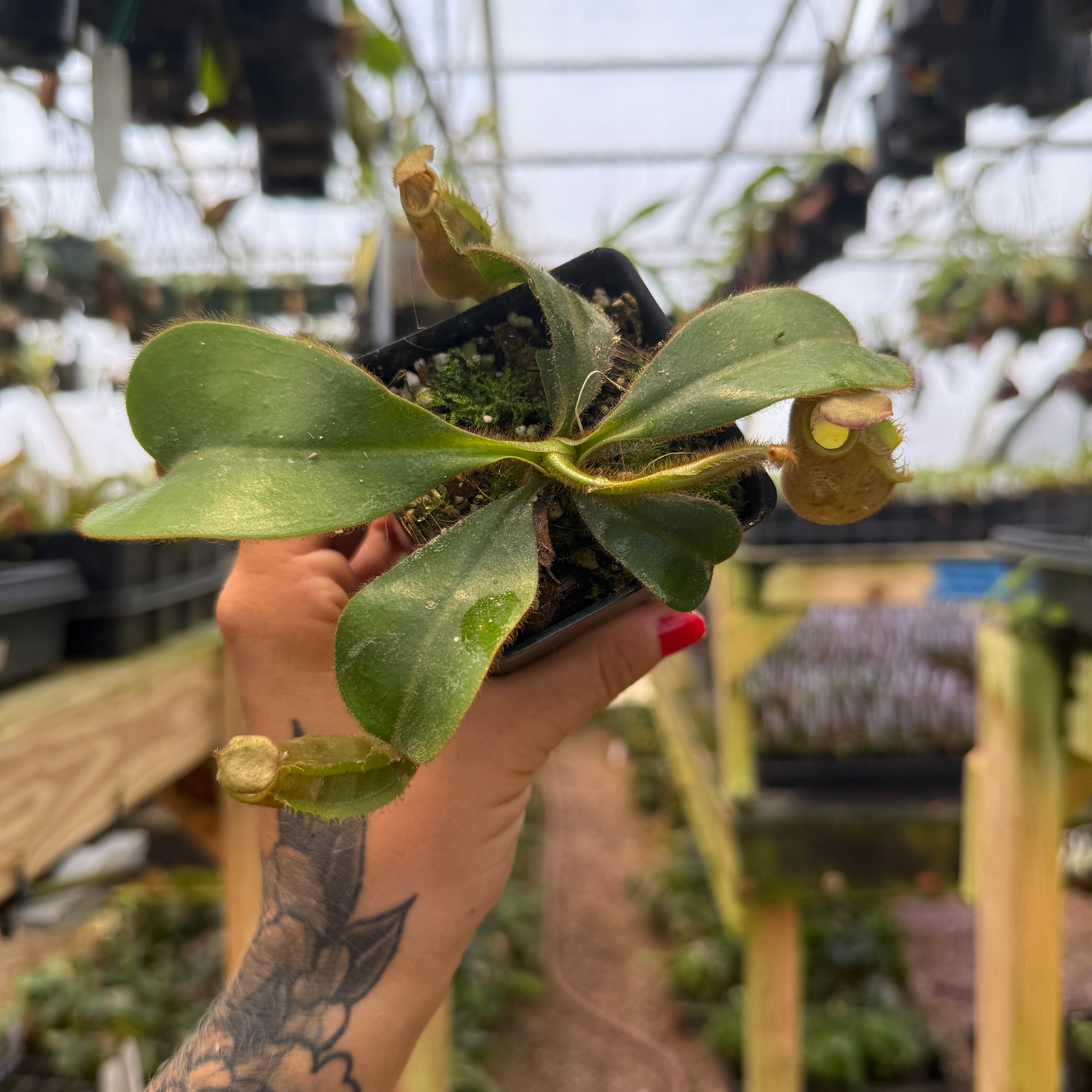 Nepenthes veitchii ('Orange' x 'Candy Dreams'), CAR-0675 – Carnivero