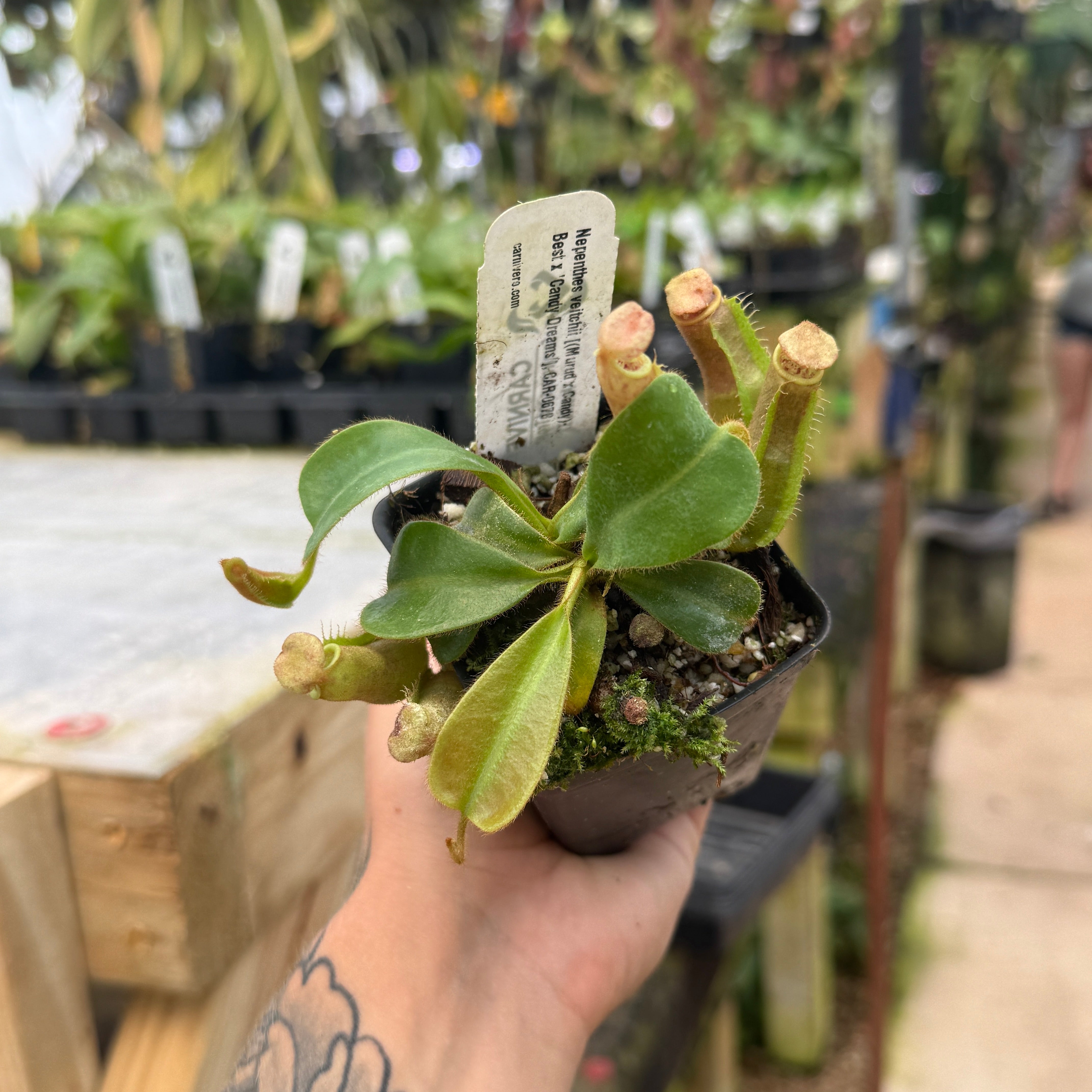 Nepenthes veitchii [(Murud x Candy)-Best Clone x 'Candy Dreams