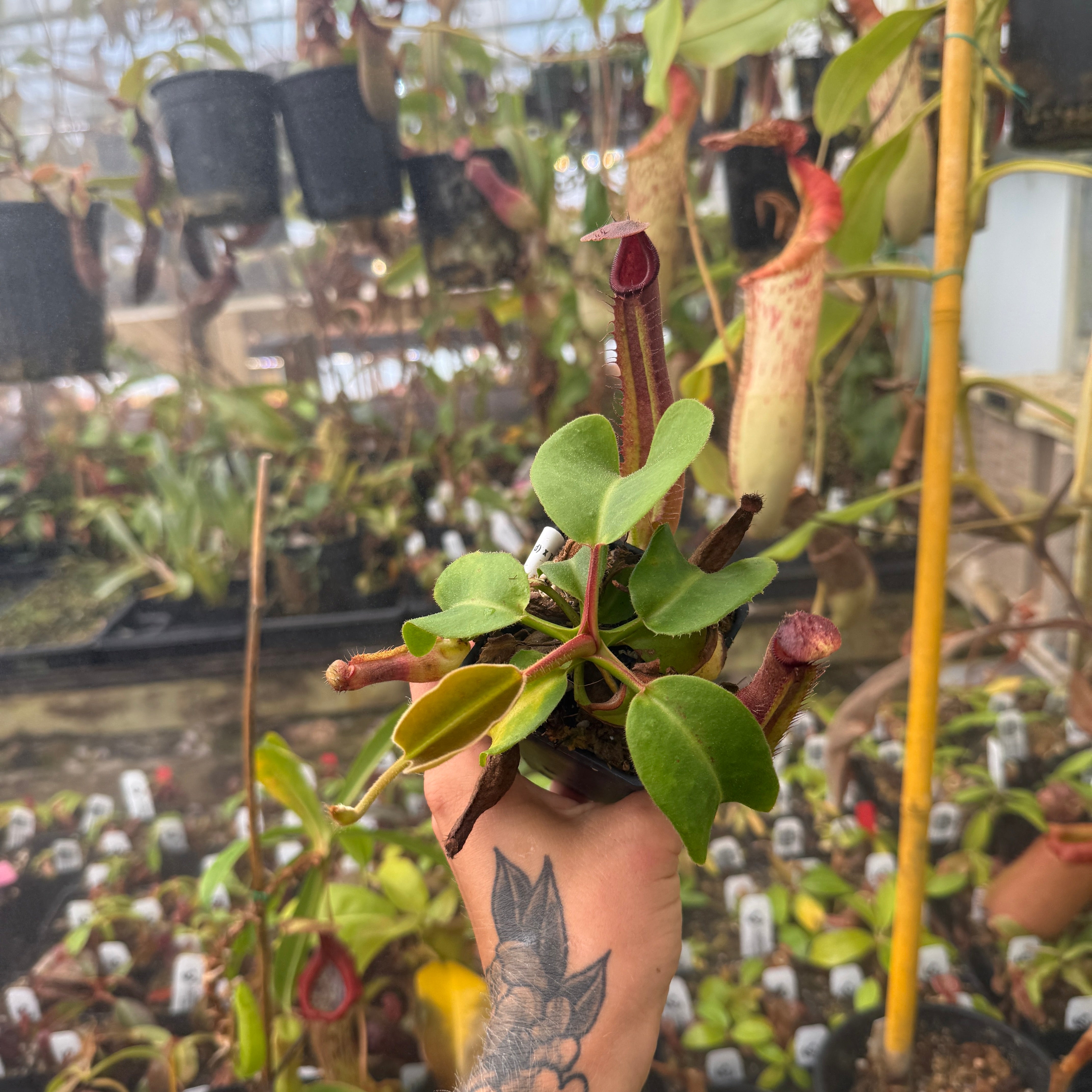 Nepenthes truncata (d) x trusmadiensis, CAR-0692 – Carnivero