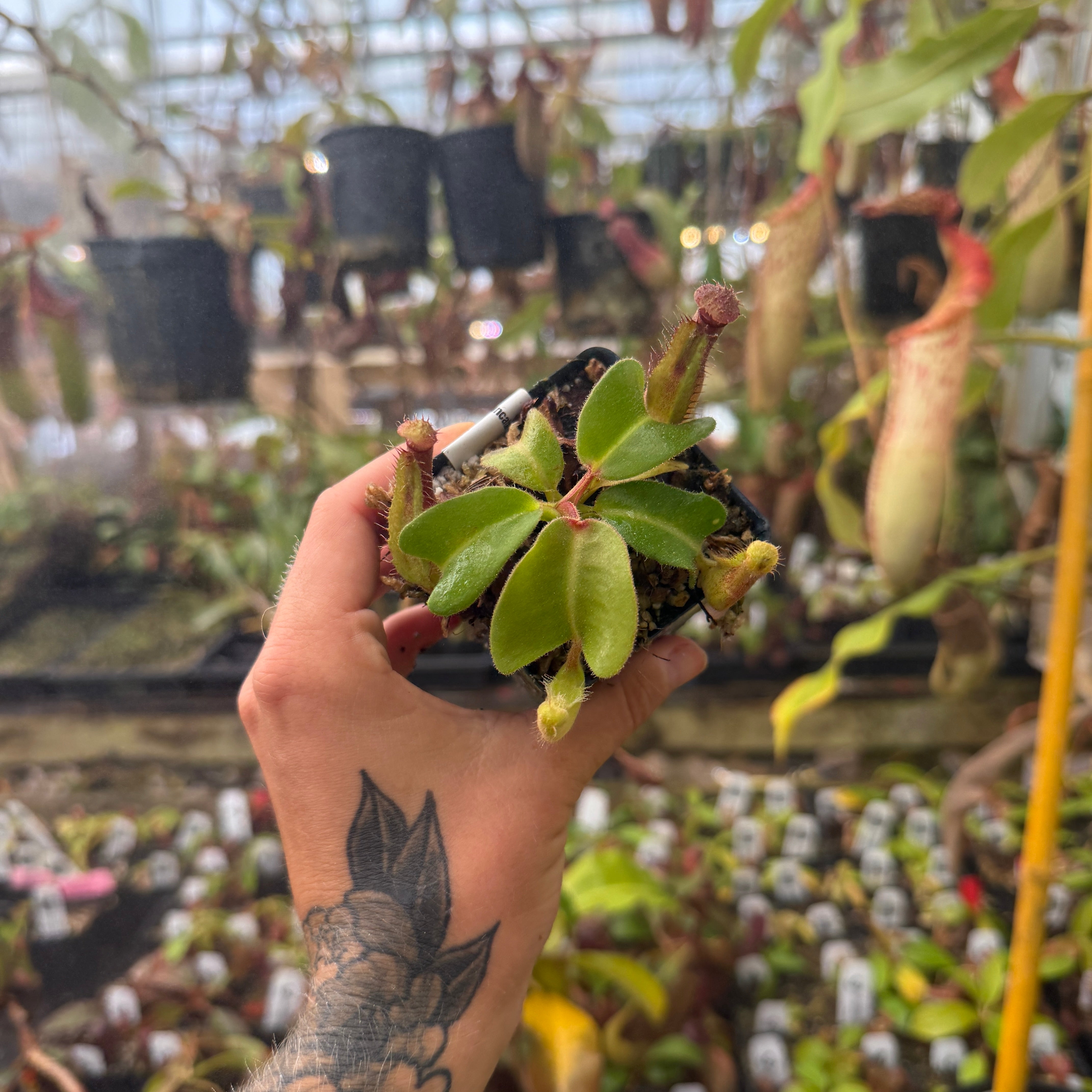 Nepenthes truncata (d) x trusmadiensis, CAR-0692 – Carnivero