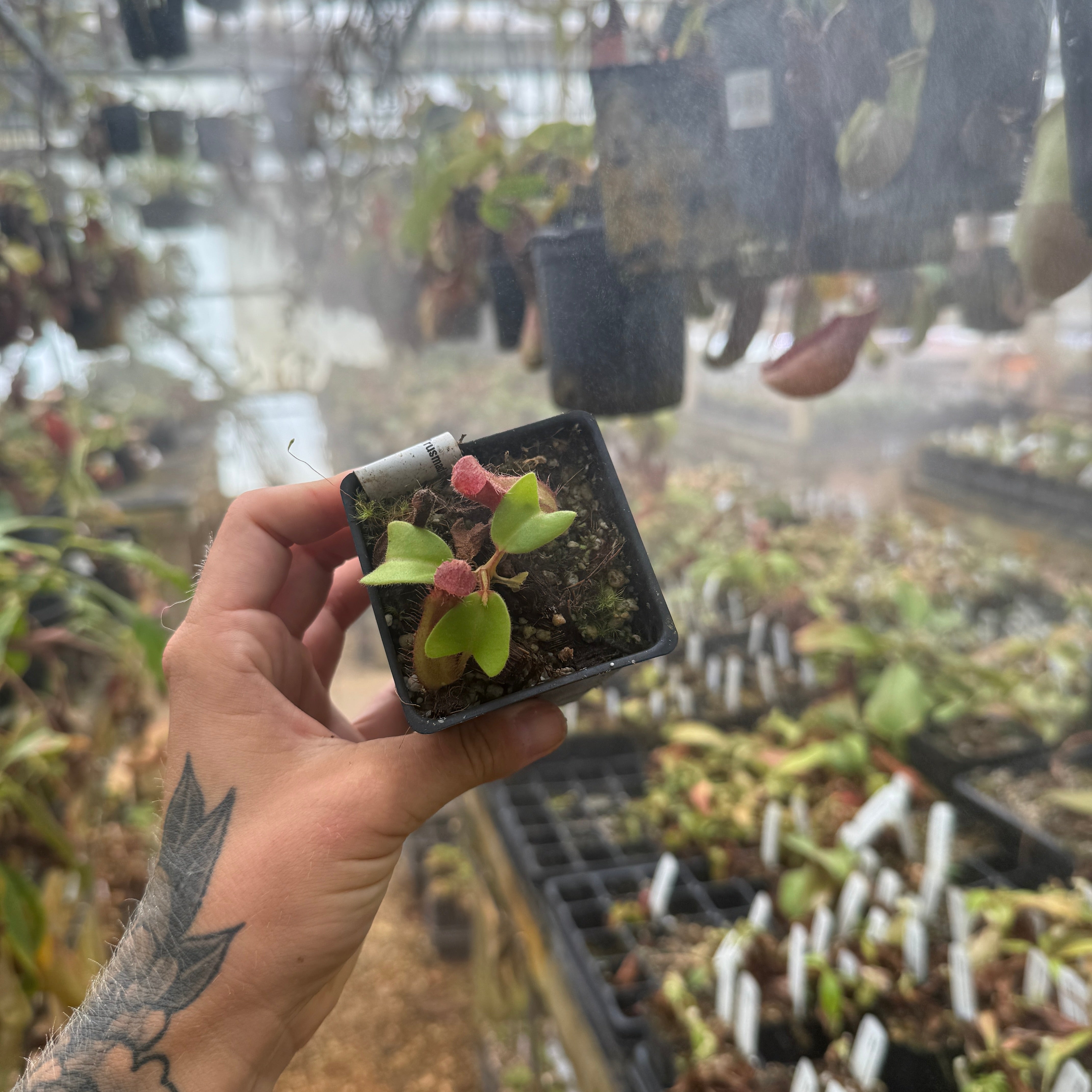 Nepenthes truncata (d) x trusmadiensis, CAR-0692 – Carnivero