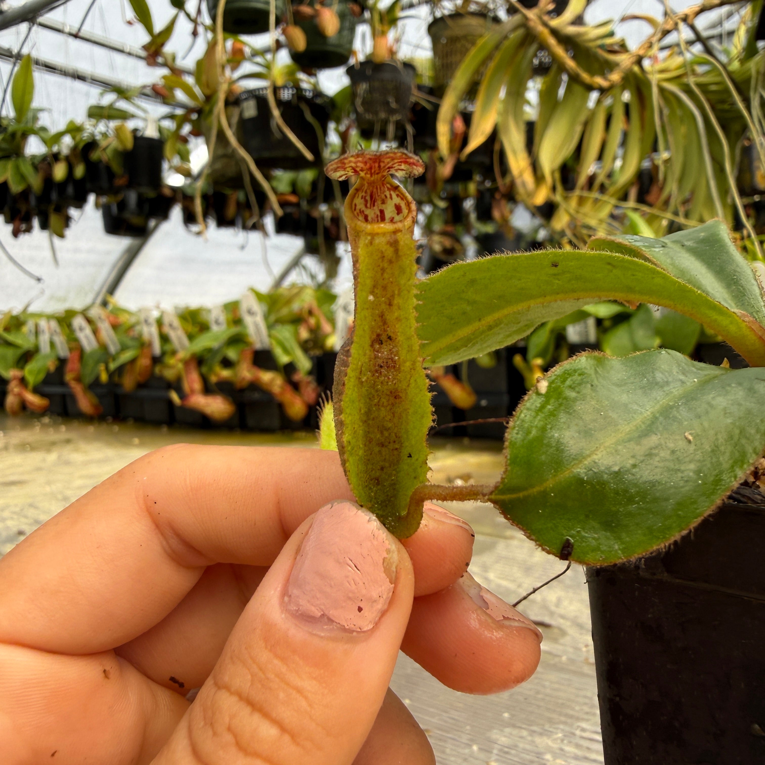 Nepenthes Song of Melancholy x clipeata – Carnivero