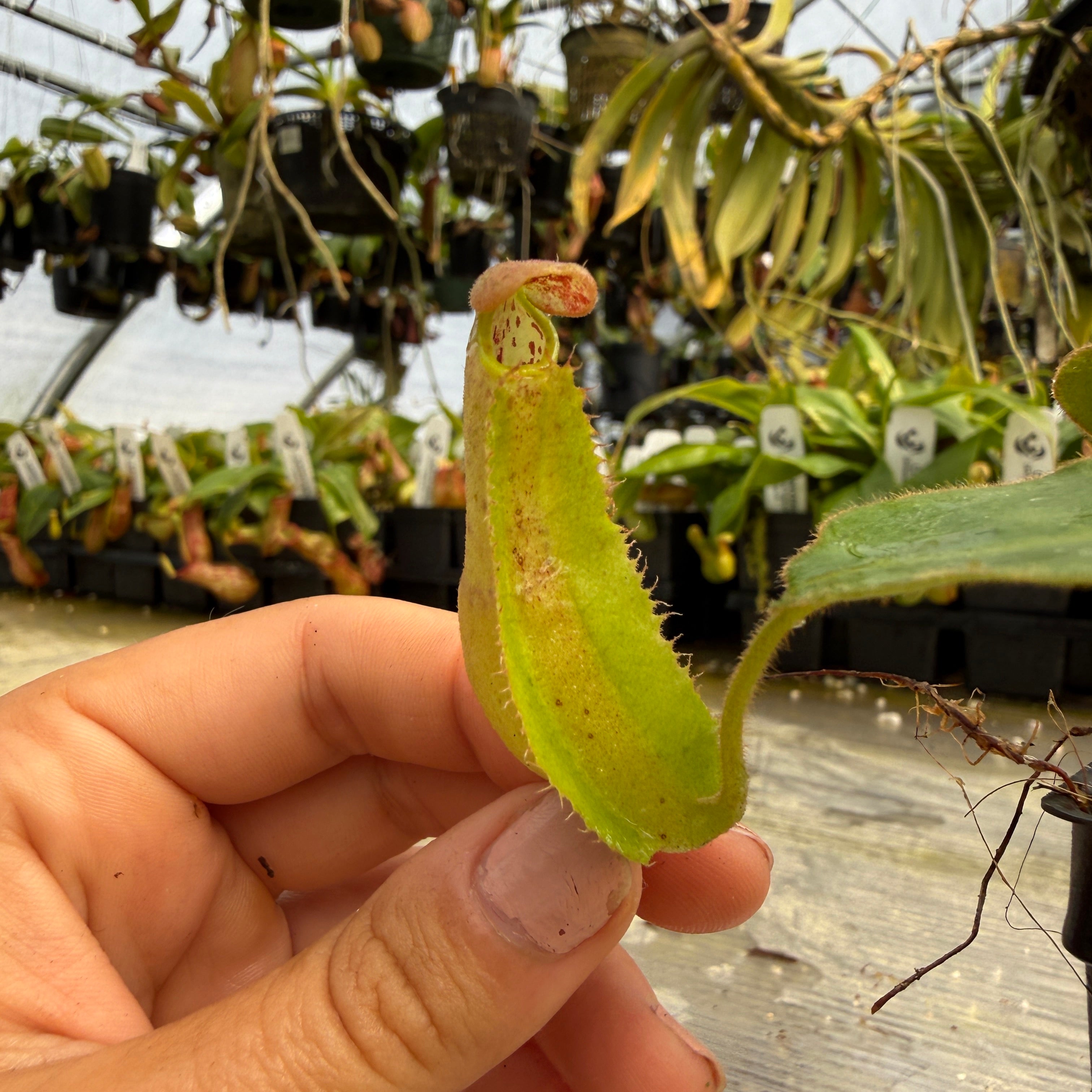 Nepenthes Song of Melancholy x clipeata – Carnivero