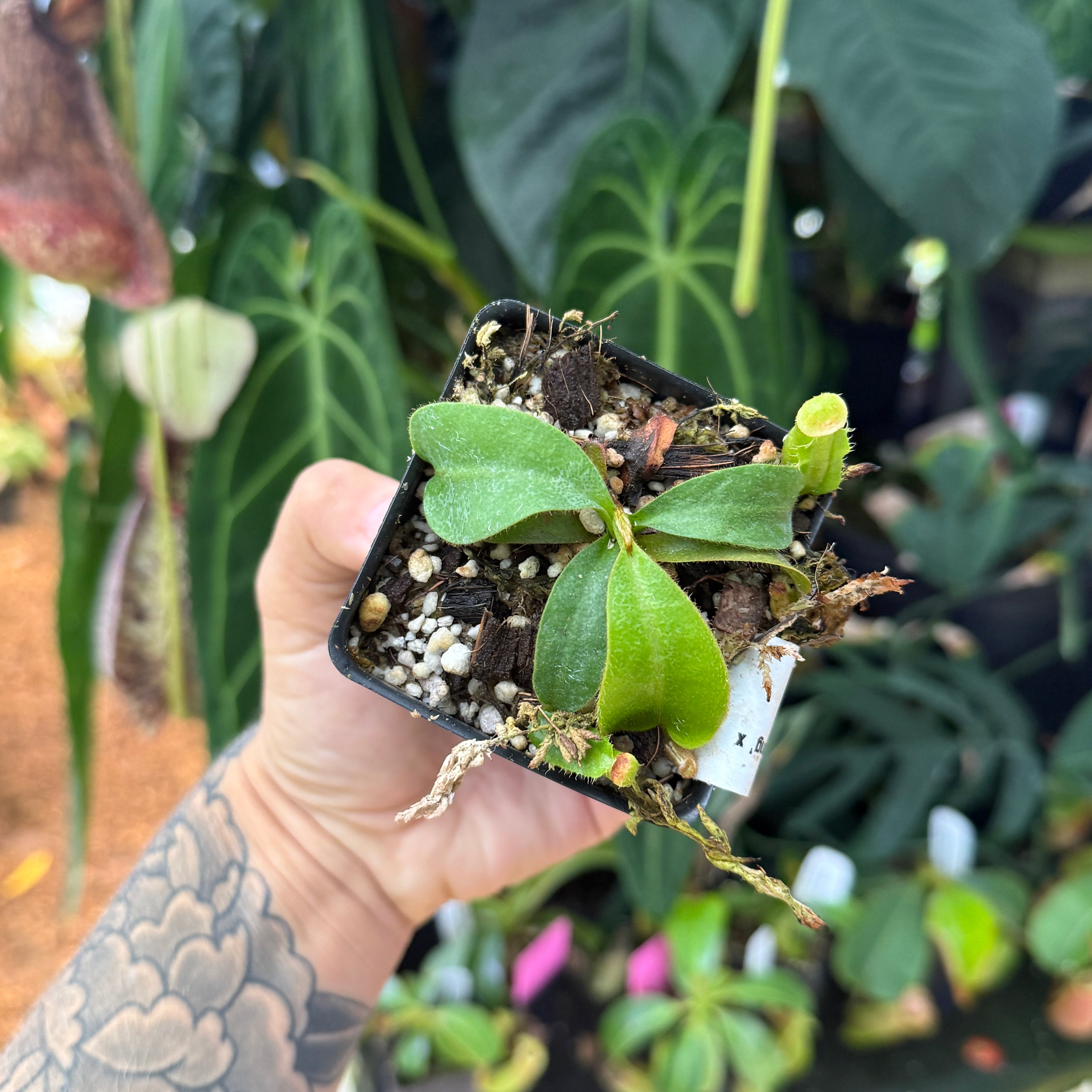 Nepenthes veitchii 'Geoff Wong' x 'Candy Dreams', CAR-0702 – Carnivero