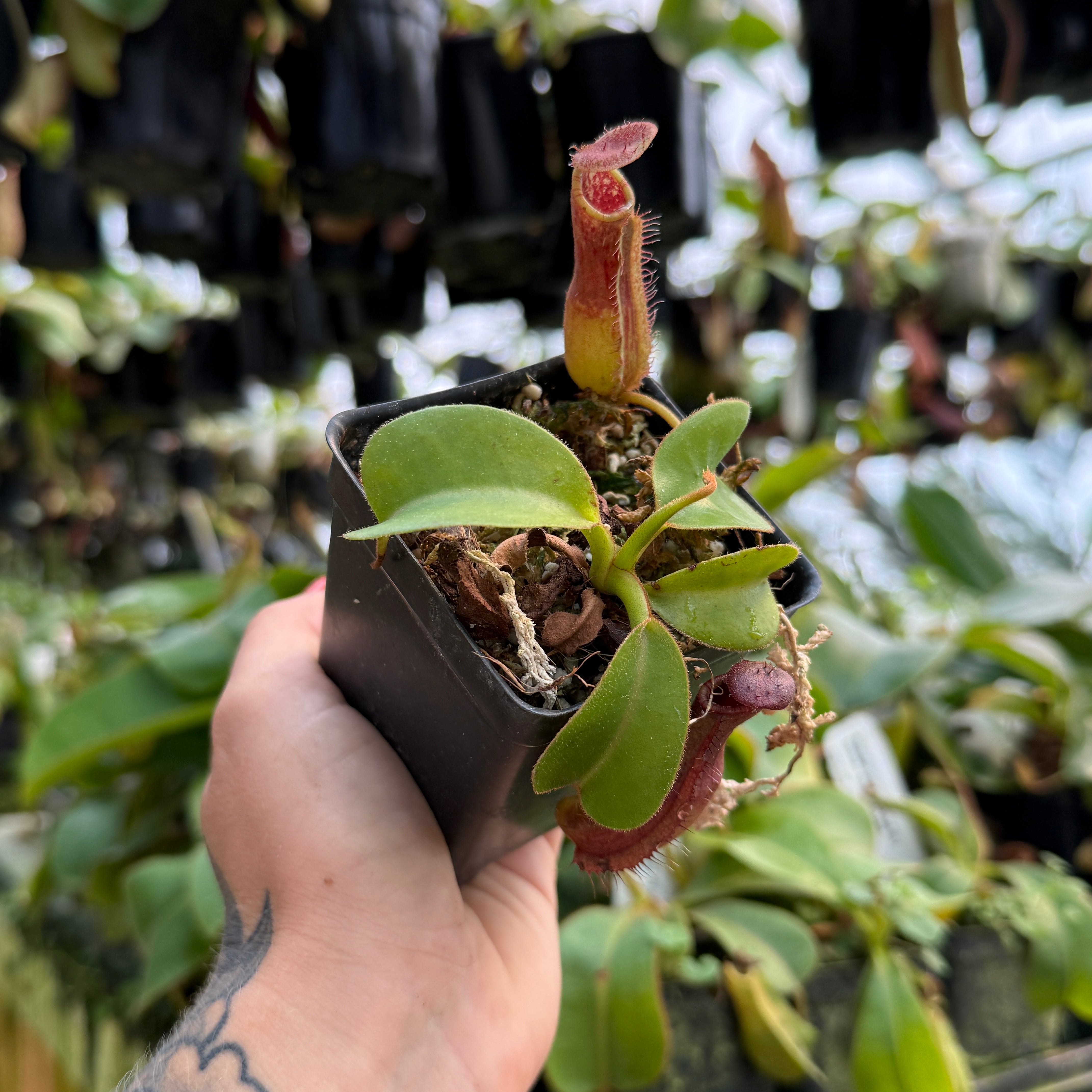 Nepenthes truncata (d) x lowii Kinabalu, CAR-0714 – Carnivero