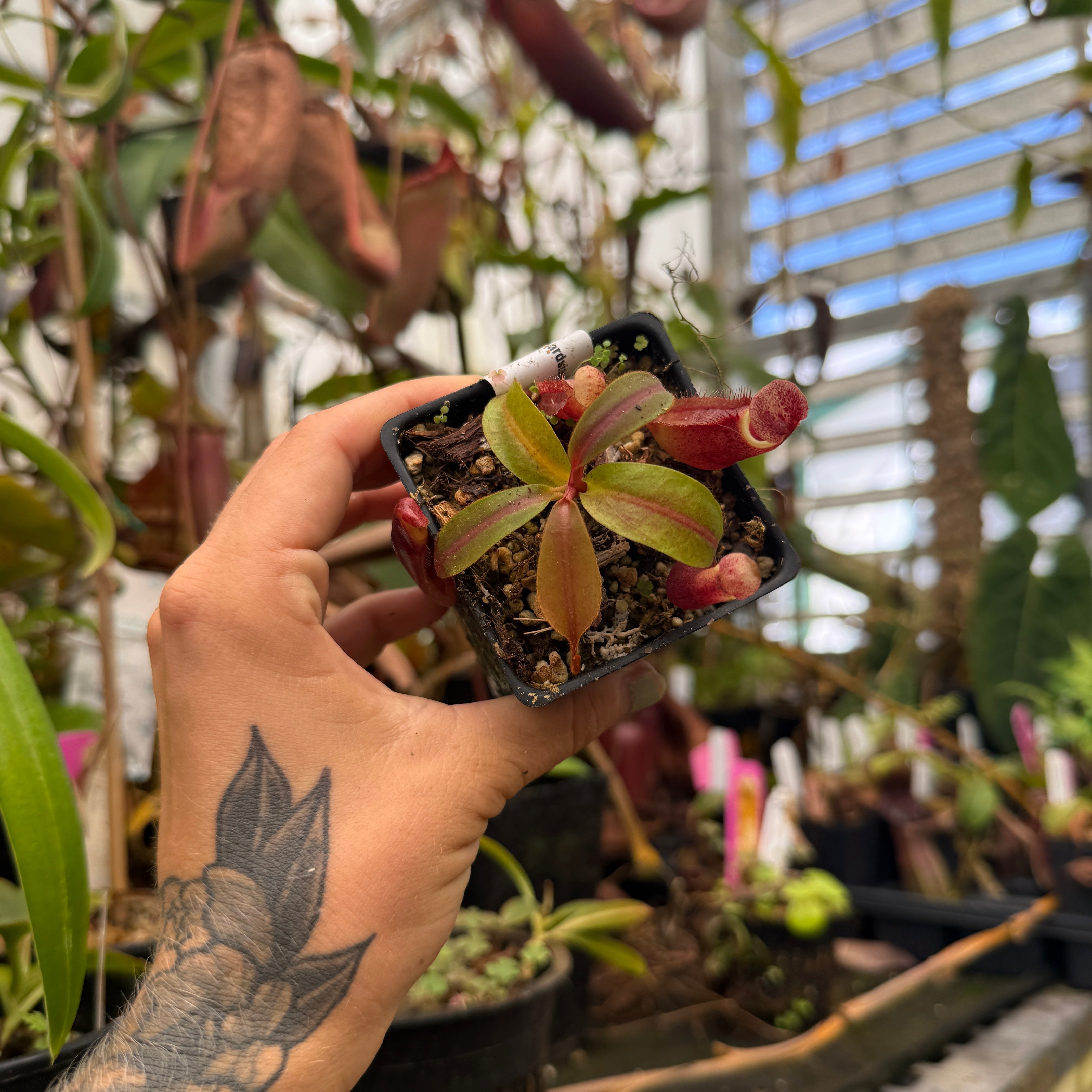 Nepenthes ventricosa JB x edwardsiana, CAR-0716 – Carnivero