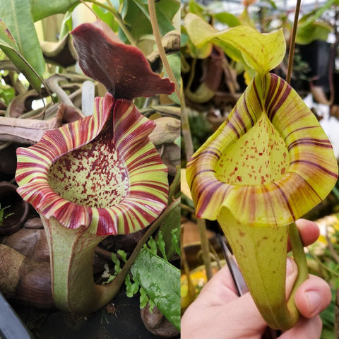 Split image of Nepenthes hybrid pitchers with striped yellow and red rims and speckled interior