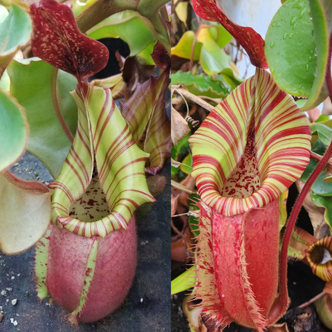 Two Nepenthes veitchii hybrids with striped red and green pitchers in a collage.