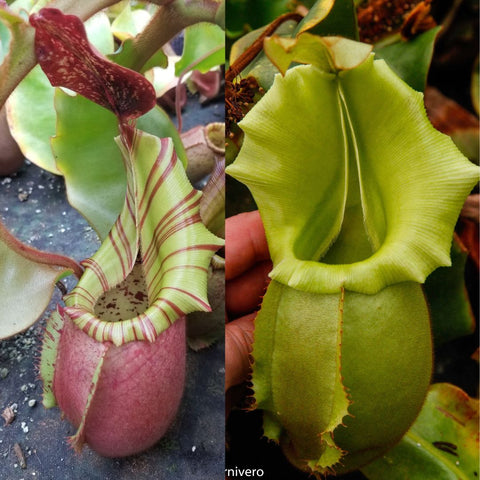 Nepenthes veitchii Murud x Candy CK Best x CK Gold Squat collage with a striped pink pitcher left and a lime green pitcher right