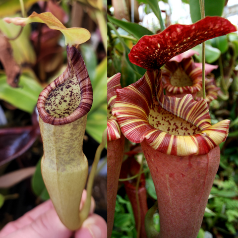 Two Nepenthes appendiculata x Song of Melancholy hybrids showing a pale green pitcher with purple rim and a red striped pitcher