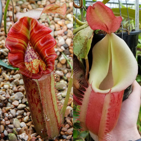 Two Nepenthes Song of Melancholy pitchers left red striped with a hood right pale with a white peristome in a pot.