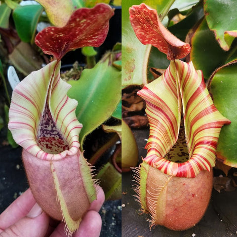 Nepenthes veitchii Bareo TU2 x Candy Dreams seed pod with pale striped pitchers and red lids