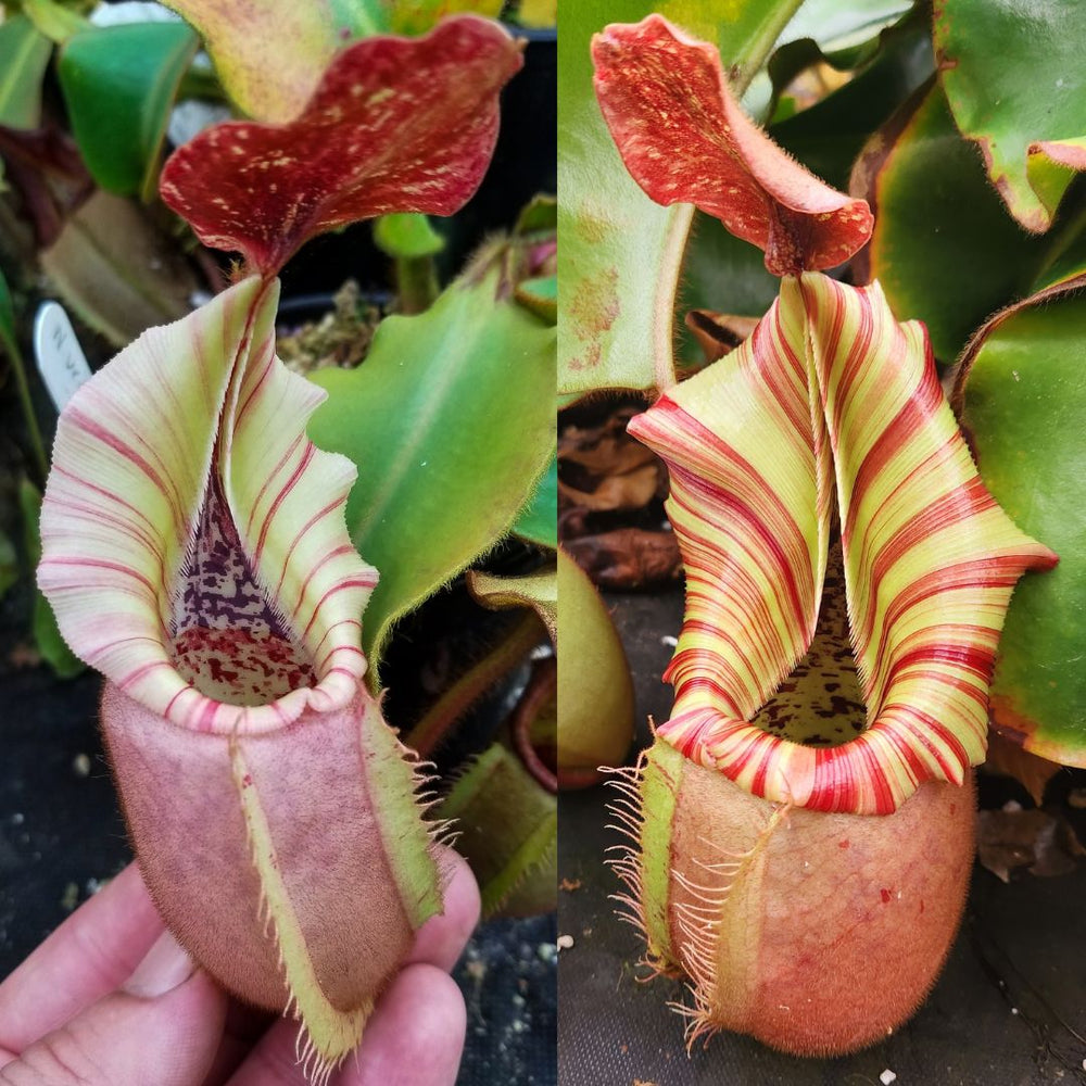 Nepenthes veitchii [(m) Bareo TU2 x 