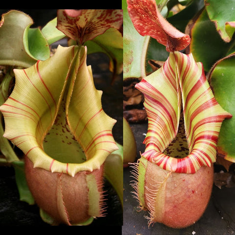 Two Nepenthes veitchii x Candy Dreams pitchers with pale yellow green bodies and red striped peristomes.