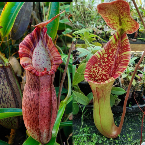 Two Nepenthes pitchers BE best 2 x lowii truncata Giant, left with maroon striped peristome and white speckled interior, right lime green pitcher with red speckles