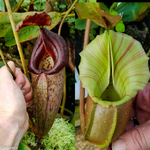 Split image of two Nepenthes pitchers left burgundy and right lime green from the Requiem for a Dream hybrid CAR-0709