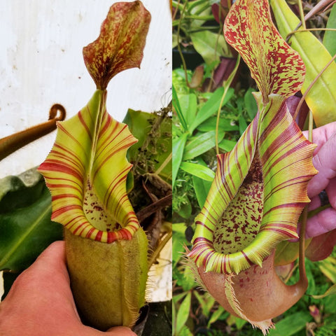 Two panel close up of a Nepenthes veitchii cross showing lime green pitcher with red striped peristome and speckled interior