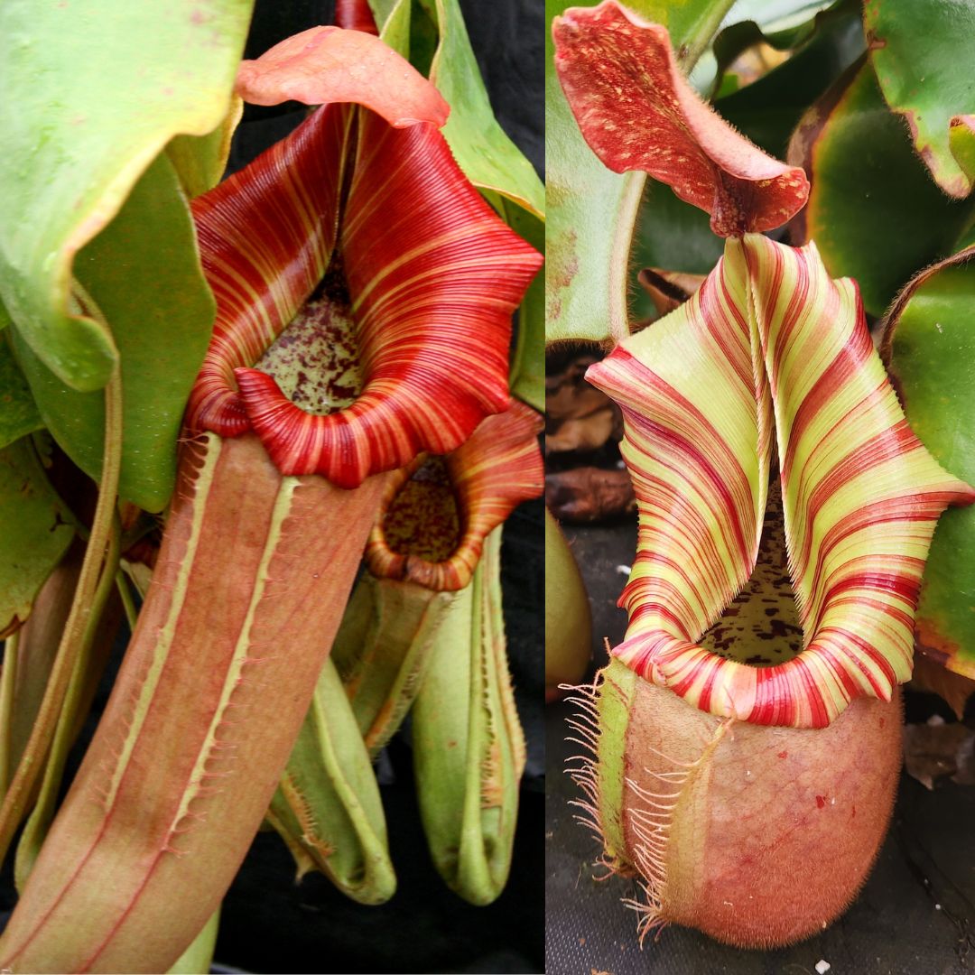 Nepenthes (Song of Melancholy x truncata) #1 x veitchii 'Candy