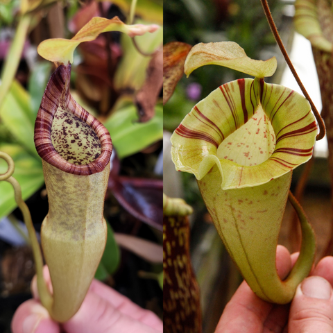 Collage of Nepenthes appendiculata x platychila white pitchers, left with purple rim and speckled interior, right pale with maroon stripes.