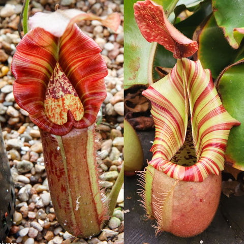 Pair of Nepenthes Song of Melancholy x veitchii Candy Dreams pitcher plants with red striped peristomes on a pebble bed.