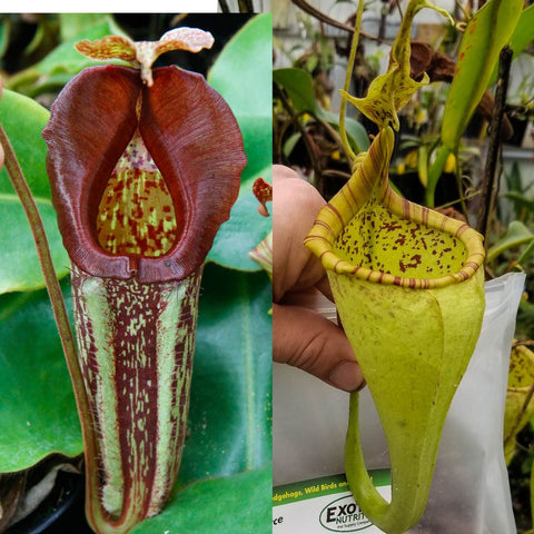 Nepenthes maxima BB x eymae EP plant showing a red pitcher on the left and a yellow speckled pitcher on the right