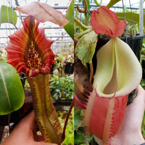 Collage of Nepenthes Song of Melancholy x truncata with a red striped bloom on the left and a pale cream pitcher on the right