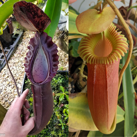 Two Nepenthes naga x Harryana pitchers; left deep purple with a ruffled peristome, right pale lime with a bright circular rim.