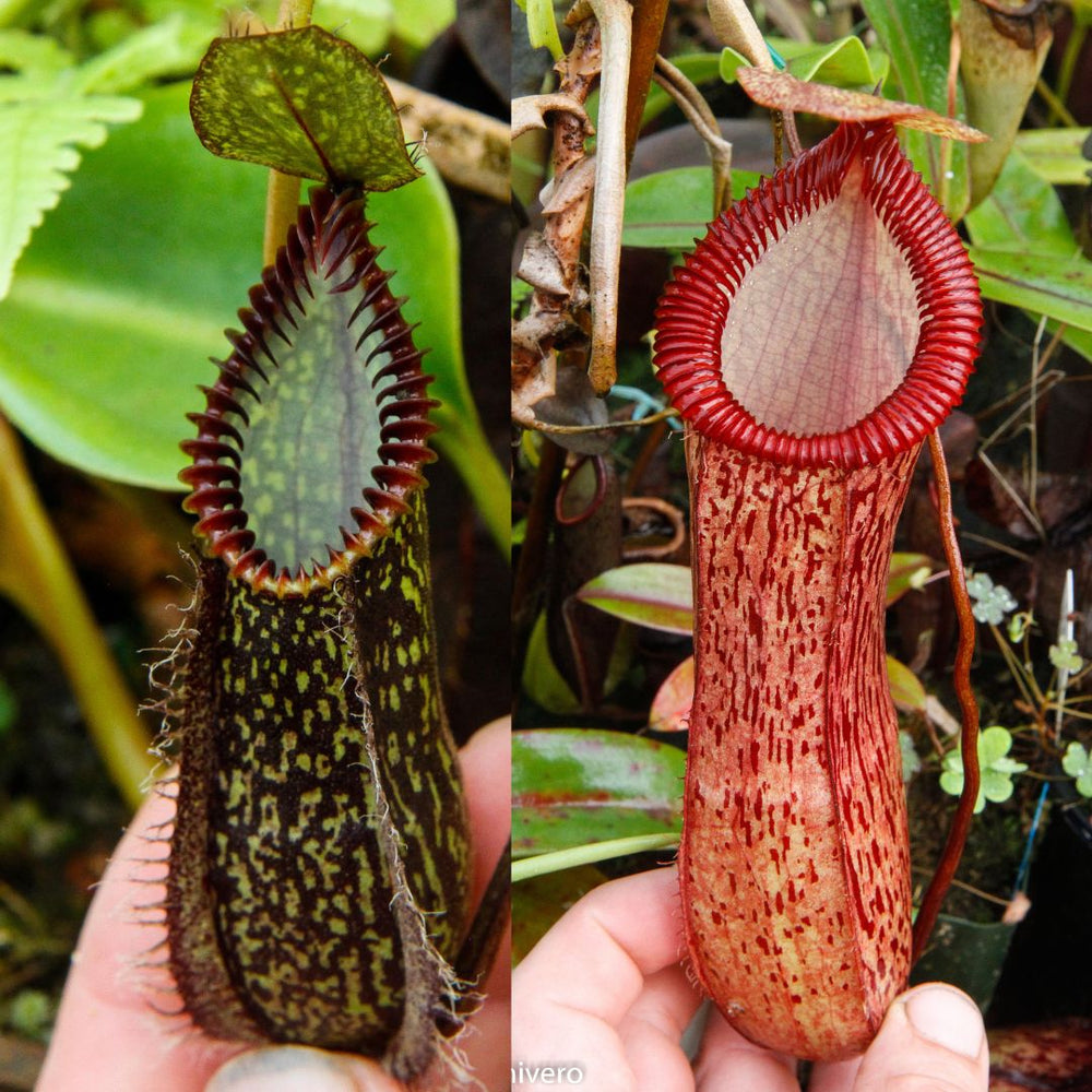 Nepenthes hamata Tambusisi x (ventricosa x hamata) CAR-0719