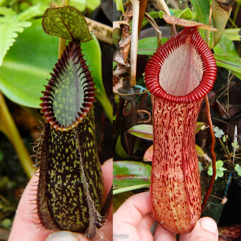 Two Nepenthes hamata Tambusisi x (ventricosa x hamata) pitchers; left green with a mottled pattern and spiky rim, right red with a broad ribbed circular peristome.
