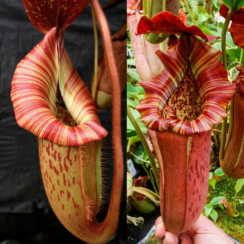 Two panel view of a red striped Nepenthes pitcher plant with a long tubular pitcher and striped peristome in a greenhouse