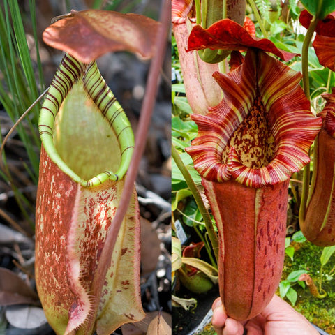 Nepenthes rafflesiana Leilani x Song of Melancholy x boschiana with two pitcher views a pale green tubular pitcher and a red striped mature pitcher