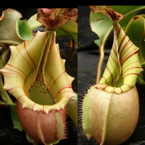 Split view of Nepenthes veitchii Lovechild pitcher with pale yellow peristome and red striped margins