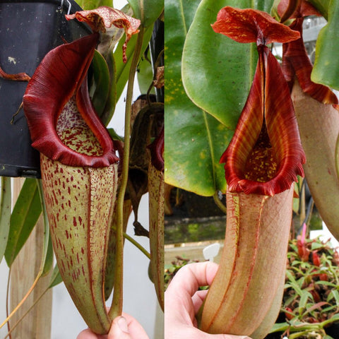 Two Nepenthes eymae EP x truncata x veitchii red pitcher plants with large tubular traps and red rims