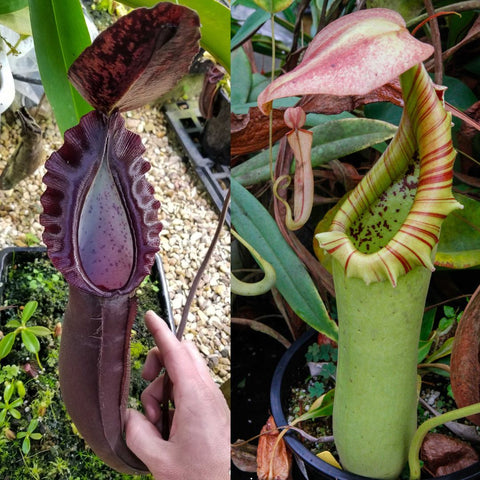 Two-panel image of Nepenthes naga x truncata JB with a tall dark maroon pitcher on the left and a green pink striped pitcher on the right