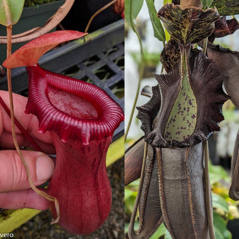 Nepenthes ventricosa k x naga CAR-0931 two panel view with a red pitcher on the left and a dark striped pitcher on the right