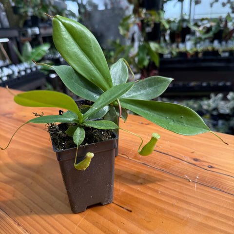 A small green pitcher plant in a dark brown plastic pot, sitting on a wooden table with a blurred greenhouse background.