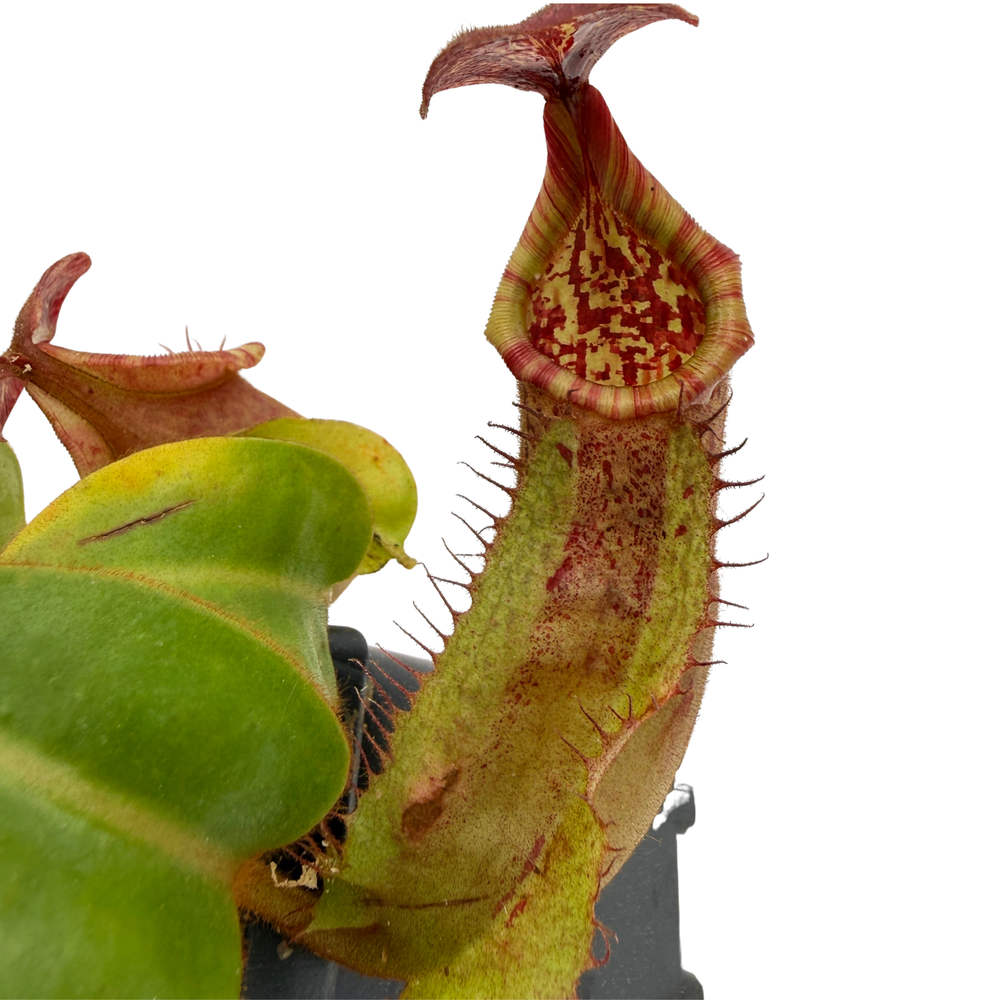 Nepenthes tiveyi Sarawak Red x (veitchii x Allardii), CAR-0727