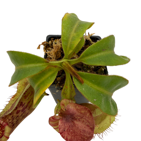 A close-up of a carnivorous pitcher plant with green leaves and reddish-brown pitchers, growing in a small black pot on a white background.