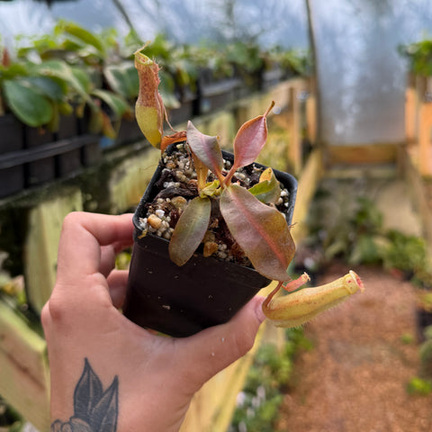 A hand holding a small potted carnivorous pitcher plant in a black nursery pot, with a greenhouse background.