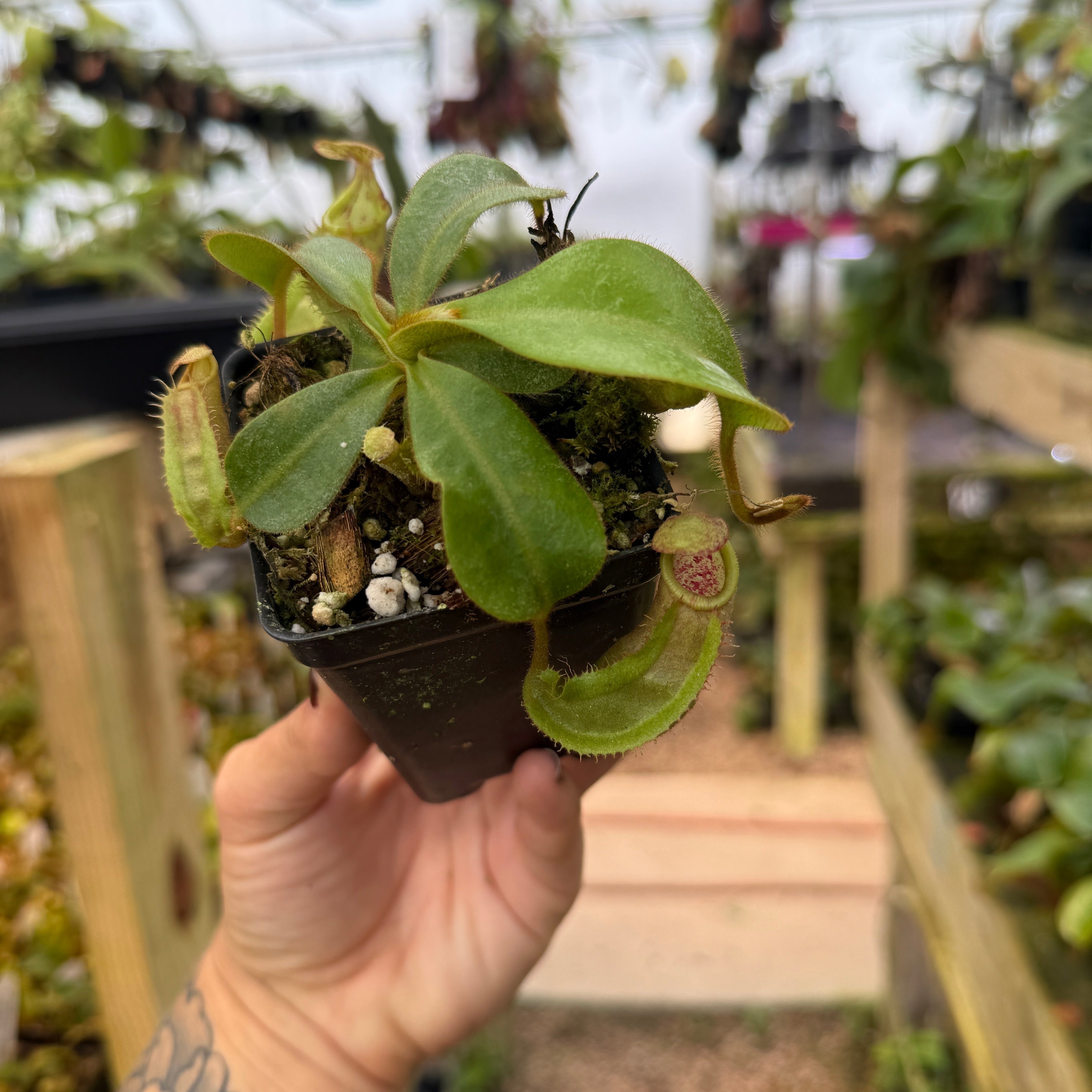 Nepenthes veitchii (Bario BE-4033 x 'Candy Dreams'), CAR-0738