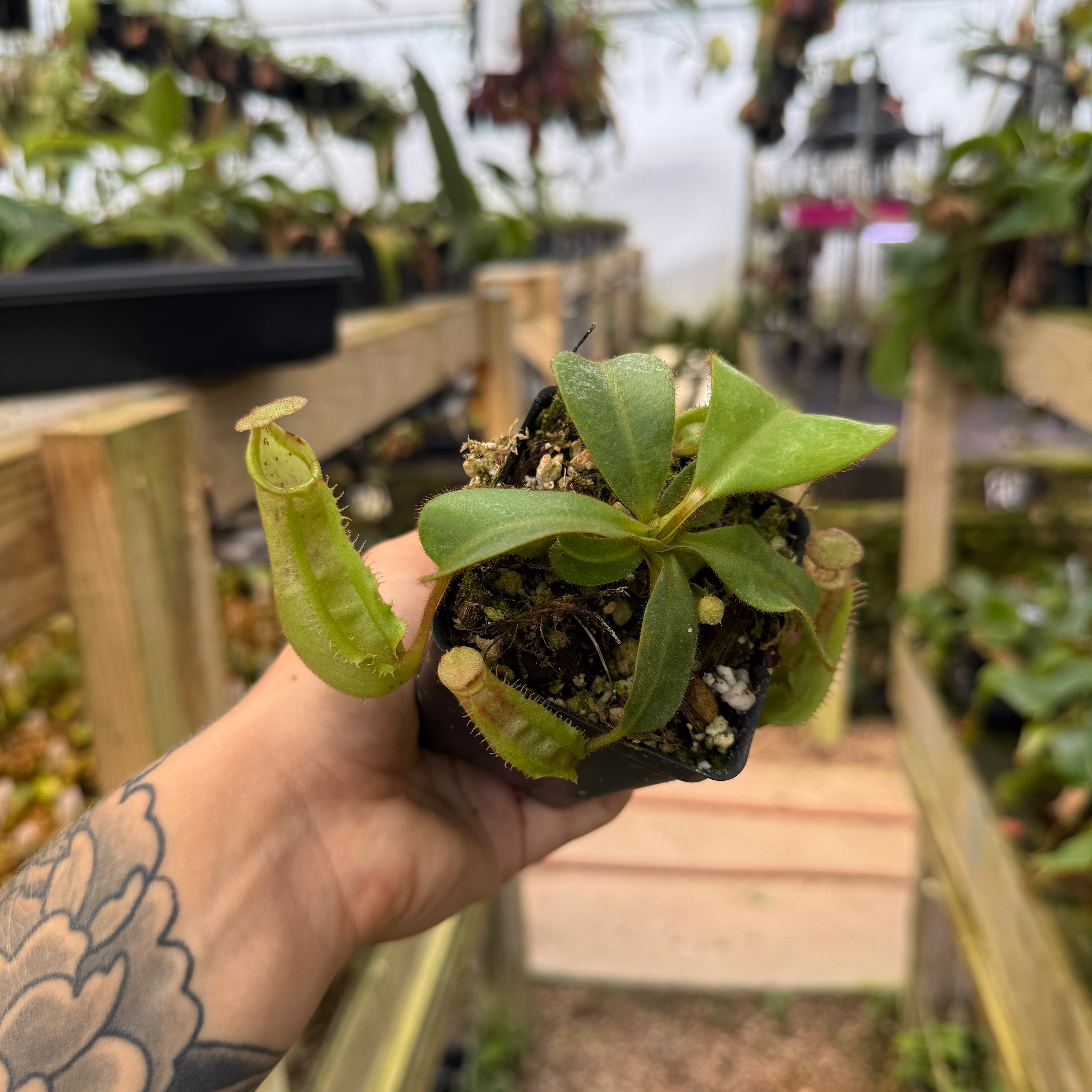 Nepenthes veitchii (Bario BE-4033 x 'Candy Dreams'), CAR-0738