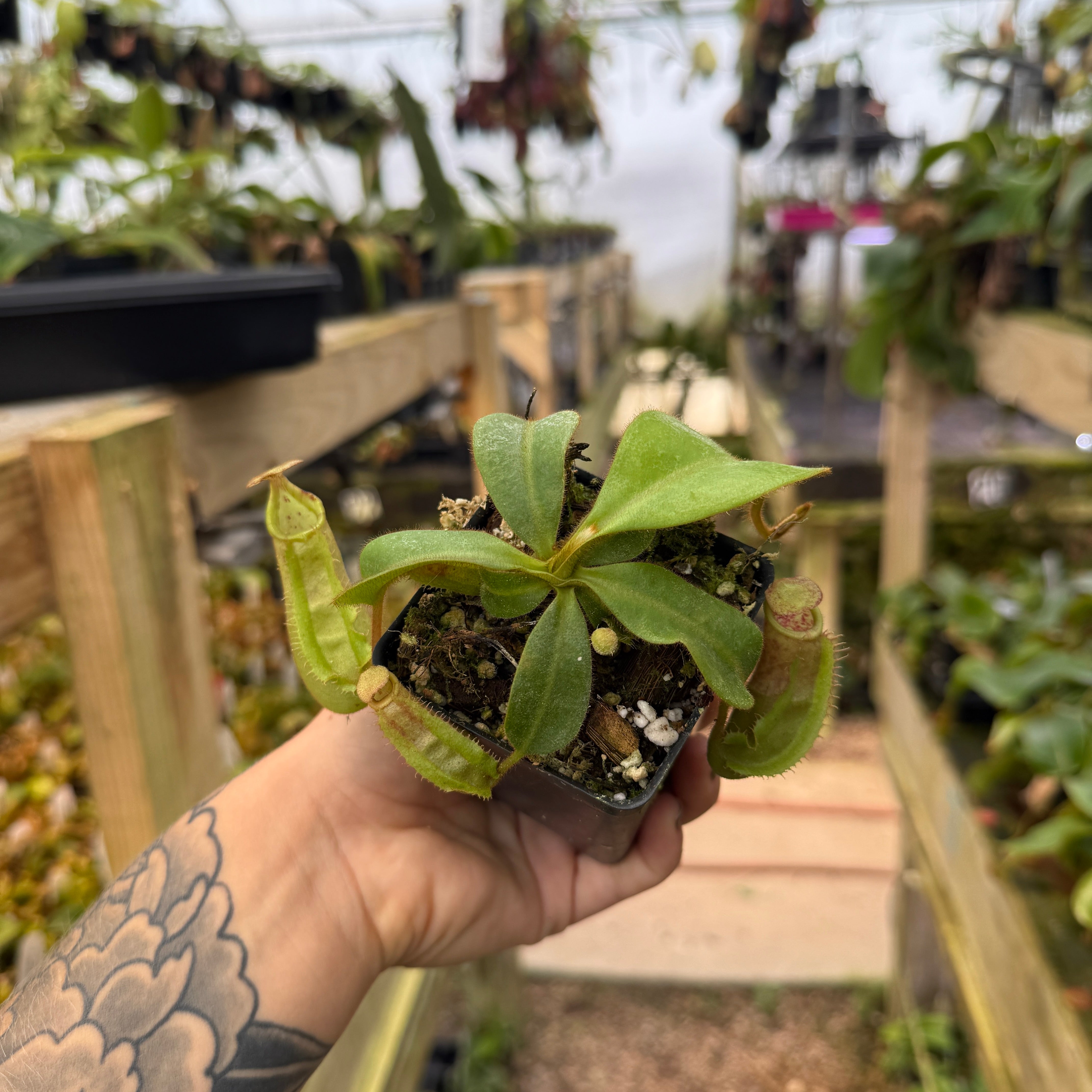 Nepenthes veitchii (Bario BE-4033 x 'Candy Dreams'), CAR-0738