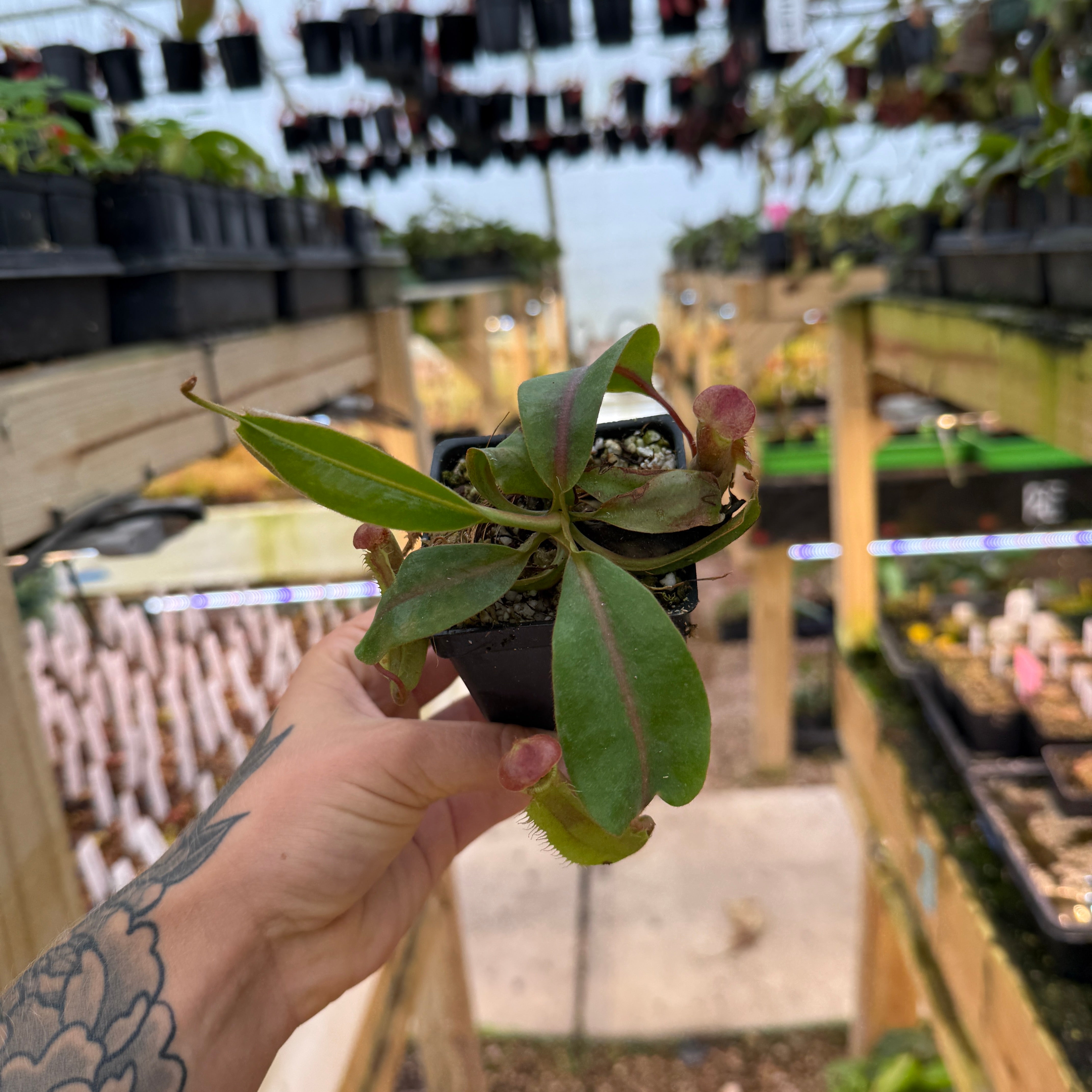 Nepenthes (Song of Melancholy x truncata) #1 x veitchii 'Candy
