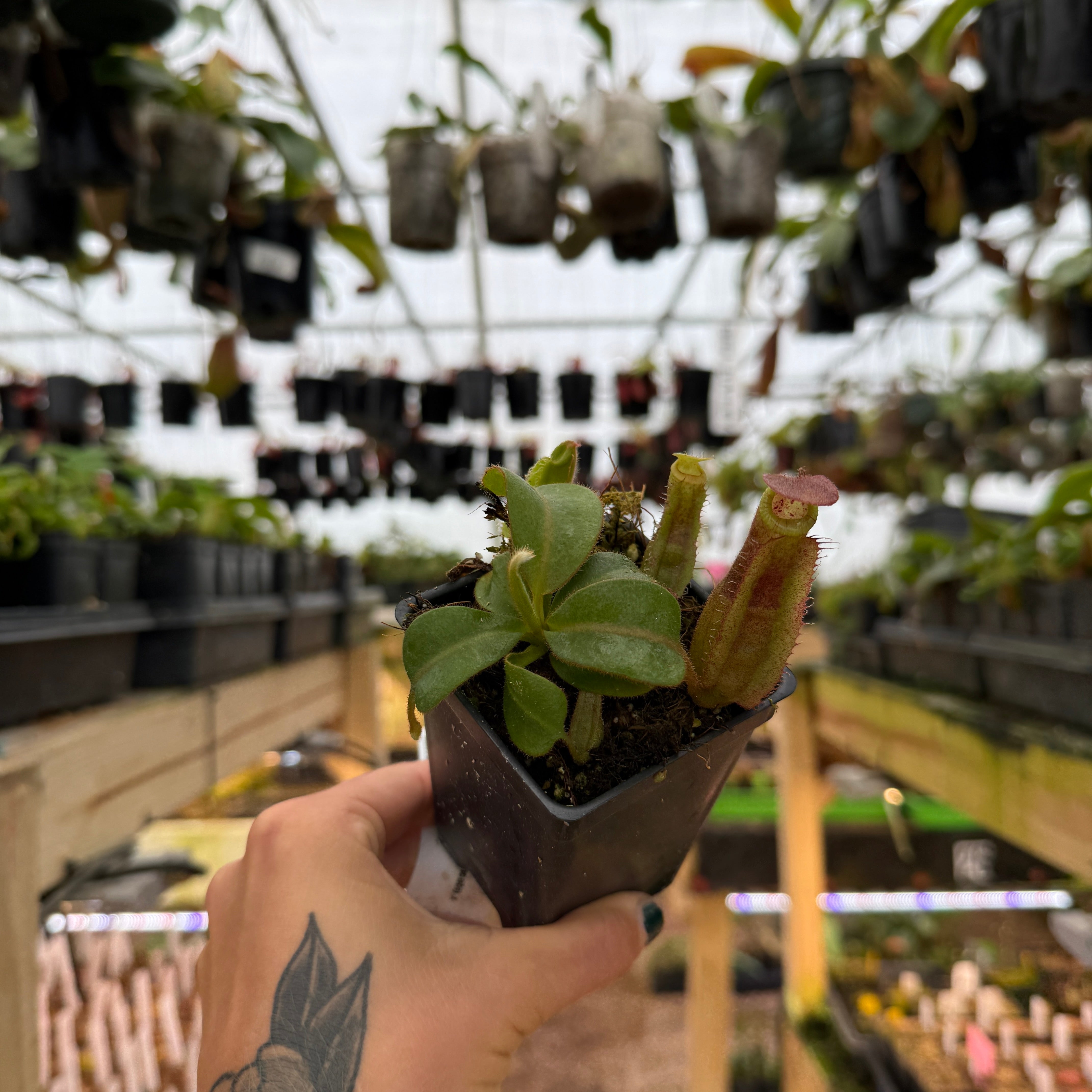 Nepenthes (Song of Melancholy x truncata) #1 x veitchii 'Candy