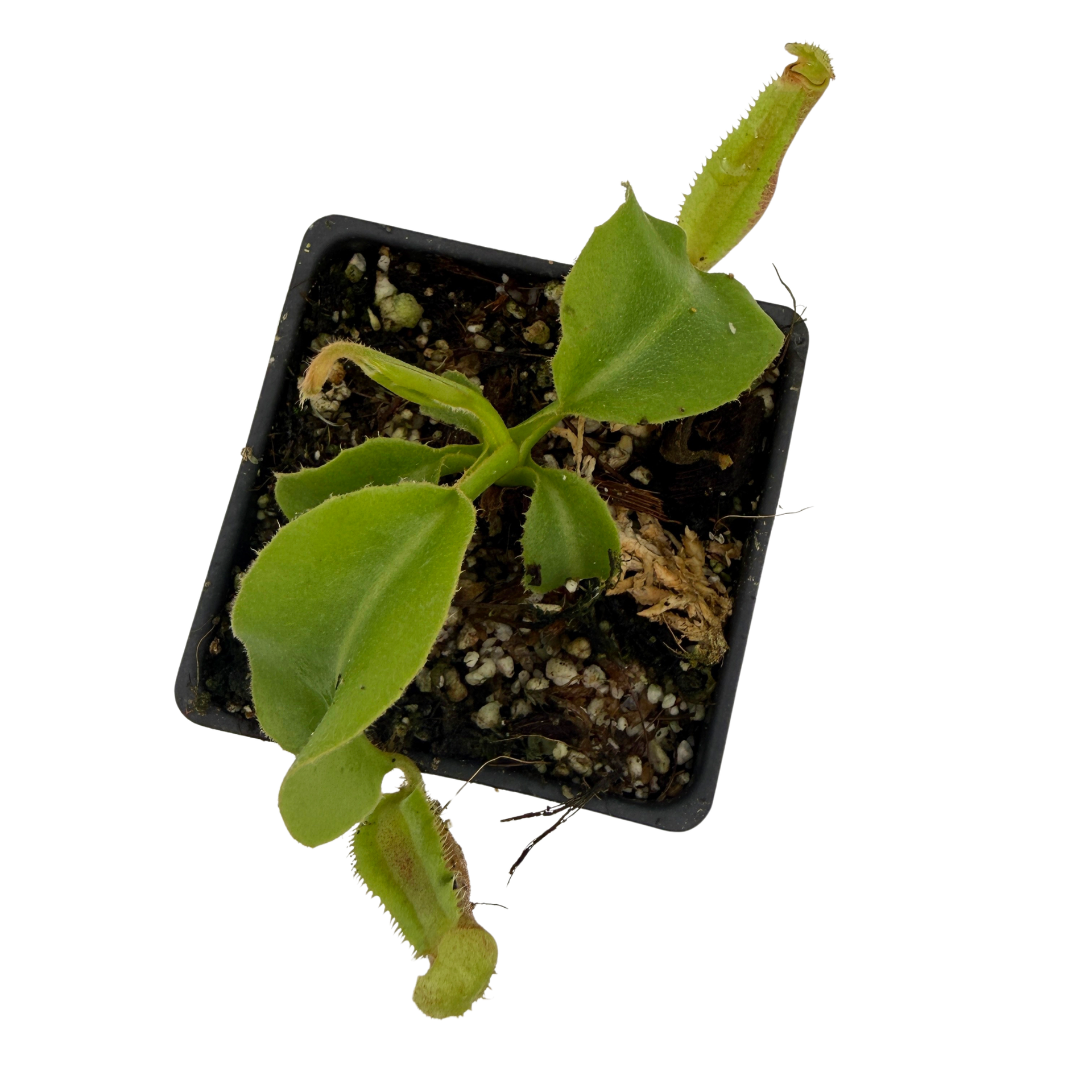 その他 chunta32508W3 Nepenthes truncata (d) x (lowii x truncata)- Giant, CAR-0745